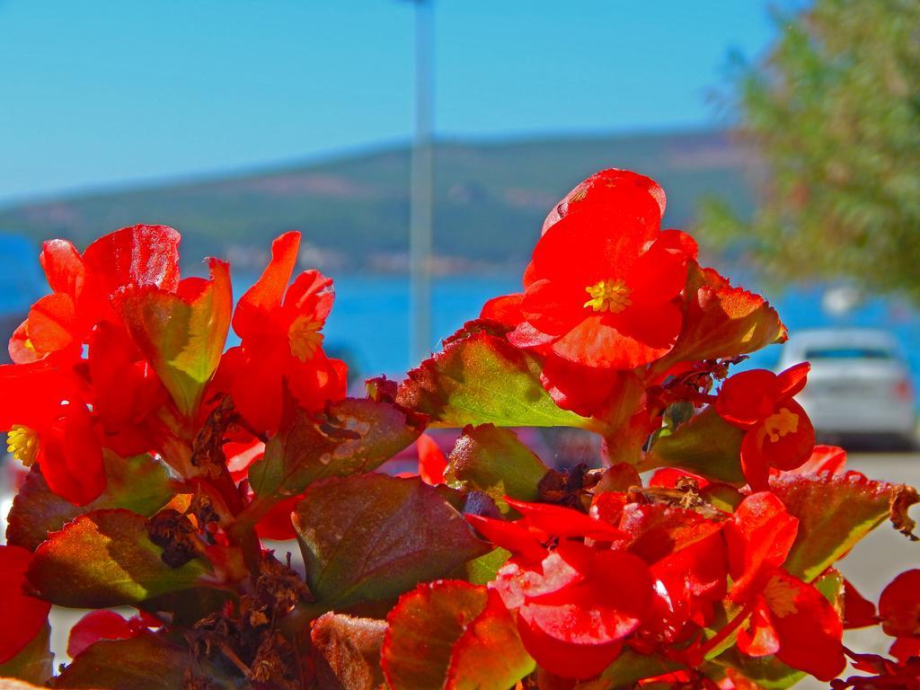 Apartmani Sindik Tivat Exteriér fotografie